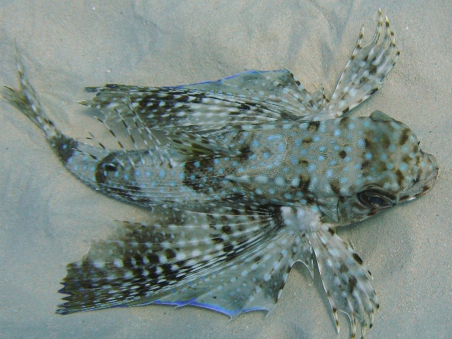 Dactylopterus volitans / pesce civetta